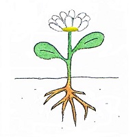 dessin fleur épanouie