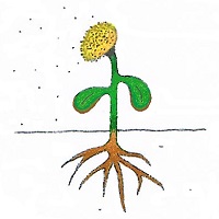 dessin plante adulte qui disperse ses graines