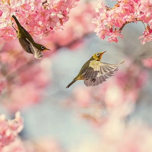2 oiseaux dans des fleurs de cerisier