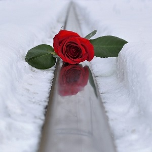 une rose rouge dans la neige