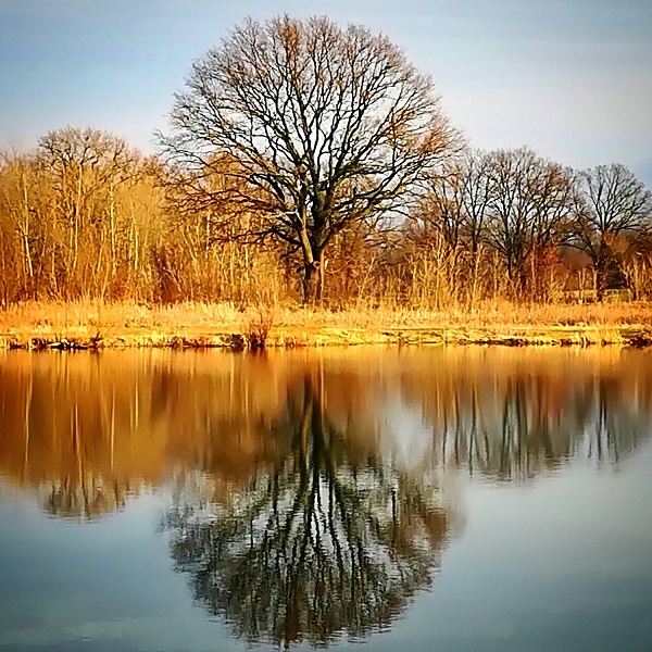 arbre et son reflet dans un étang