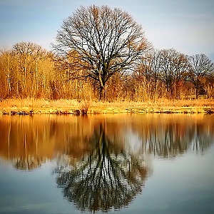 arbre et son reflet dans un étang