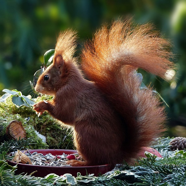 écureuil qui mange des graines