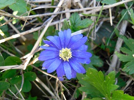 anemone bleu