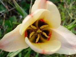 tulipe blanc