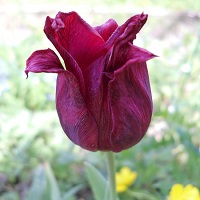 tulipe mauve