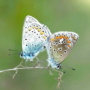 2 papillons