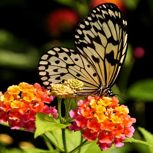 papillon