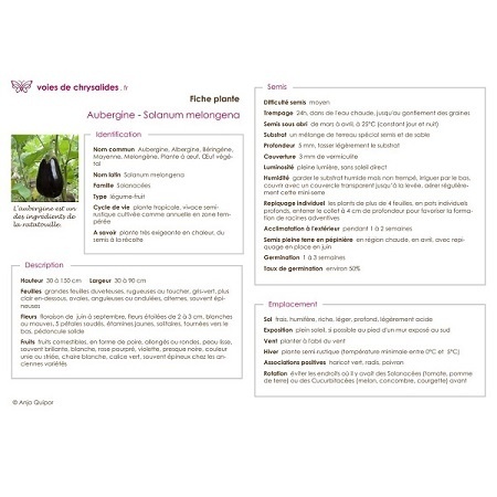 fiche-plante-aubergine-1_380088453