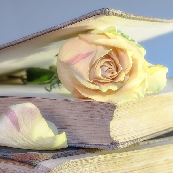 une rose dans un livre entre-ouvert