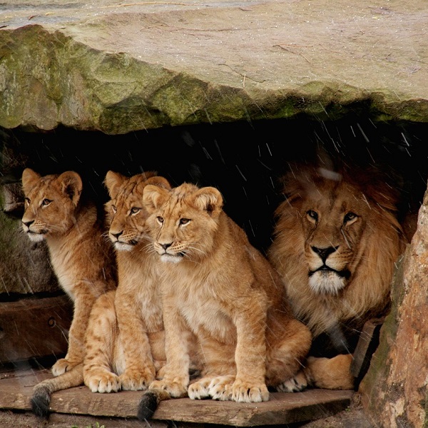lion avec 3 lionceaux