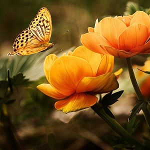 papillon au-dessus d'un rosier orange