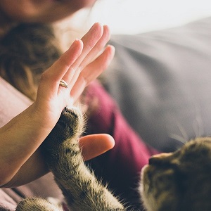 patte de chat dans main humain