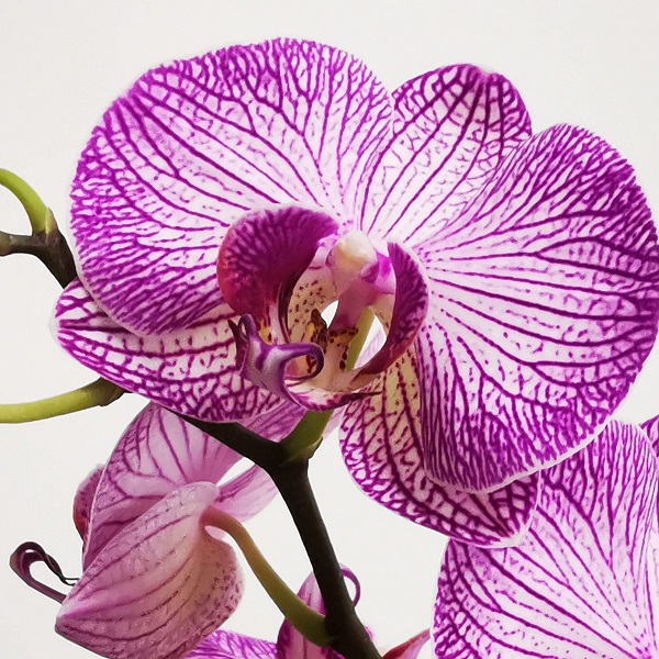 fleurs d'orchidée mauve