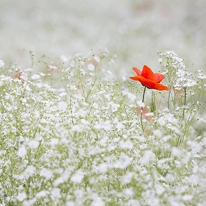 un coquelicot dans un champ de fleurs blanches