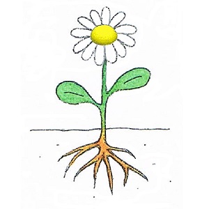 dessin d'une fleur