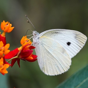 papillon blanc sur fleurs orange