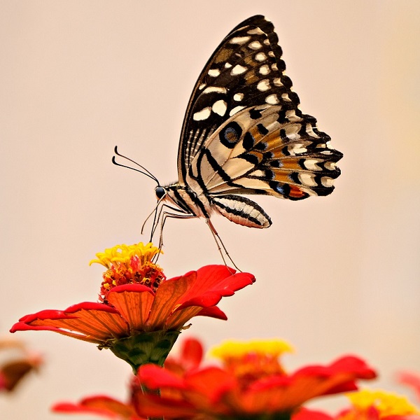 papillon sur fleurs